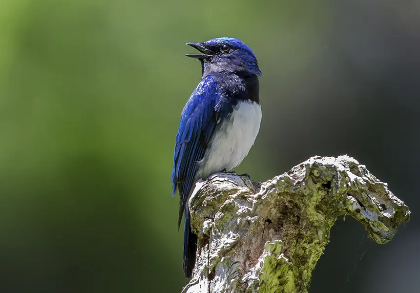 フォトコンテスト